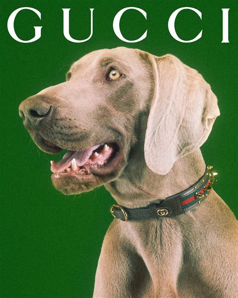 gucci 猫|Gucci dog and cat.